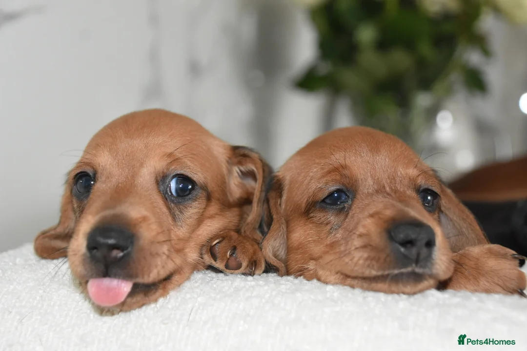 Miniature Dachshund dogs for sale: Beautiful Mini Dachshund Puppies – Home Raised - Advert 1