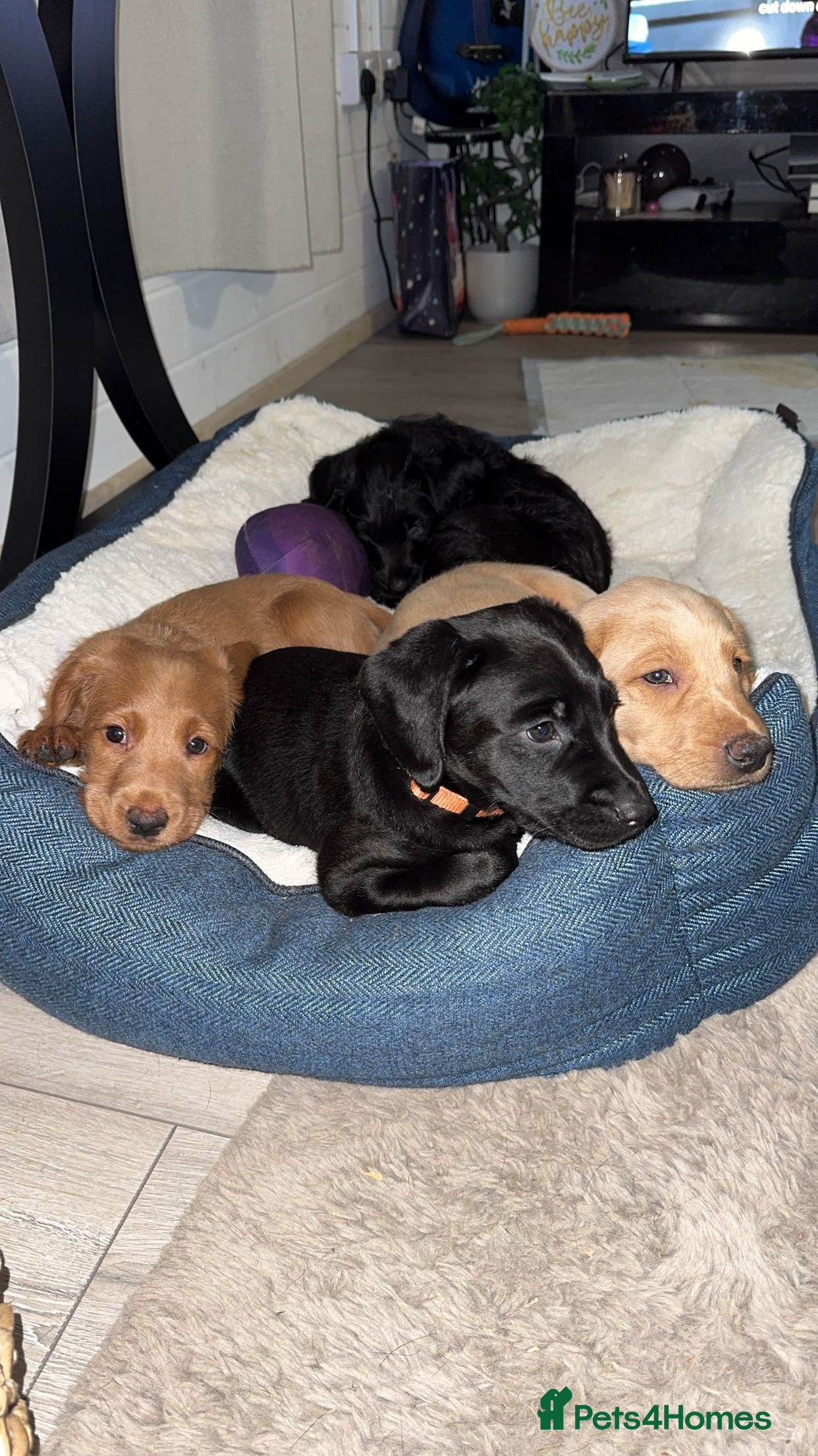 Labradoodle dogs 7 beautiful labradoodle puppies wanting a home - Advert 11