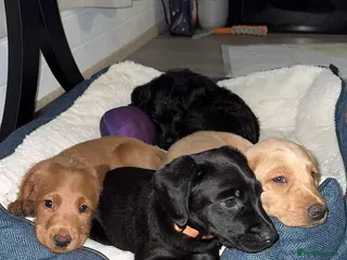 Labradoodle dogs 7 beautiful labradoodle puppies wanting a home - Advert 11