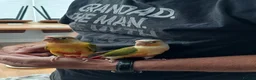 Conures birds for sale: Tame pineapple conures hand reared  in Chippenham - Advert 2