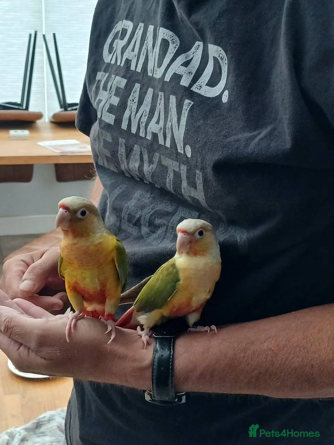 Conures birds for sale: Tame pineapple conures hand reared  in Chippenham - Advert 2