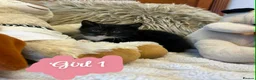 Mixed Breed cats for sale: 🩷Cross Maine Coone Kittens🩷 - Advert 7