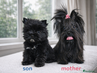 Yorkshire Terrier dogs Yorkshire Terrier - Advert 9