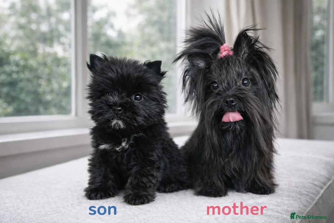 Yorkshire Terrier dogs for sale: Yorkshire Terrier  - Advert 2