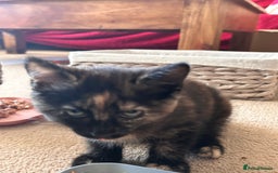 Mixed Breed cats for sale: Purr- fectly Adorable Kittens for loving homes - Advert 5