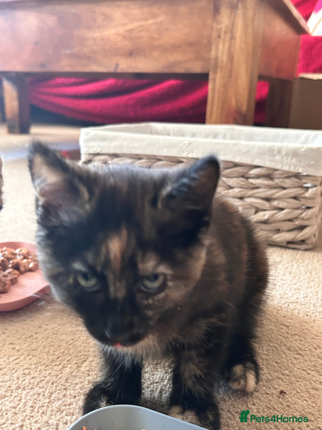 Mixed Breed cats for sale: Purr- fectly Adorable Kittens for loving homes - Advert 5