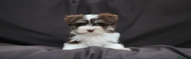 REHOMED - Puppy 2 - Parti Chocolate Girl
