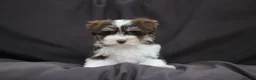 Miniature Schnauzer dogs for sale: 🐾 CHOCOLATE GENE KC MINIATURE SCHNAUZER 🐾 - Advert 18