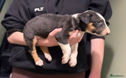 Bull Terrier dogs for sale: 💥 ENGLISH BULL TERRIERS   💥 - Image 3