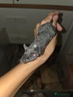 Mouse rodents - Advert 2