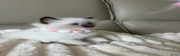 Ragdoll cats for sale: 4 ragdoll boys - Advert 2