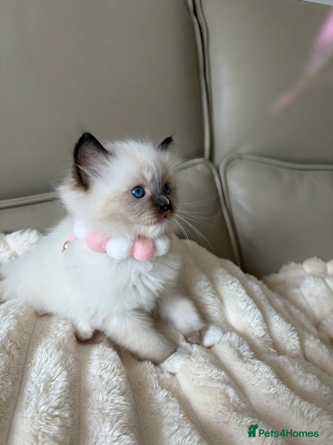 Ragdoll cats for sale: 4 ragdoll boys - Advert 2
