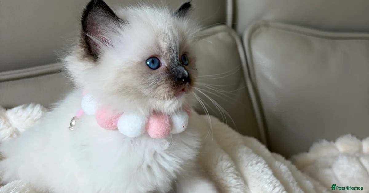 Ragdoll Kittens for sale | Pets4Homes