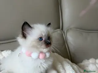 Ragdoll cats for sale: 4 ragdoll boys - Advert 2