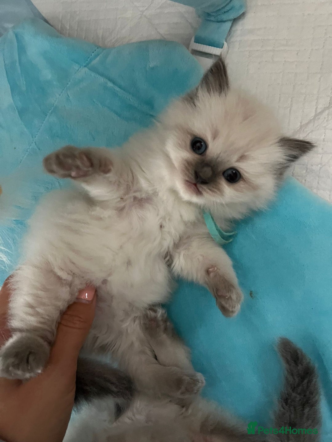 Ragdoll cats for sale: Beautiful Chunky Ragdoll Kittens For Sale - Image 25