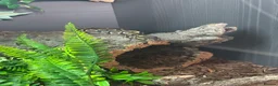Python Snake reptiles for sale: Ball Python - Advert 6