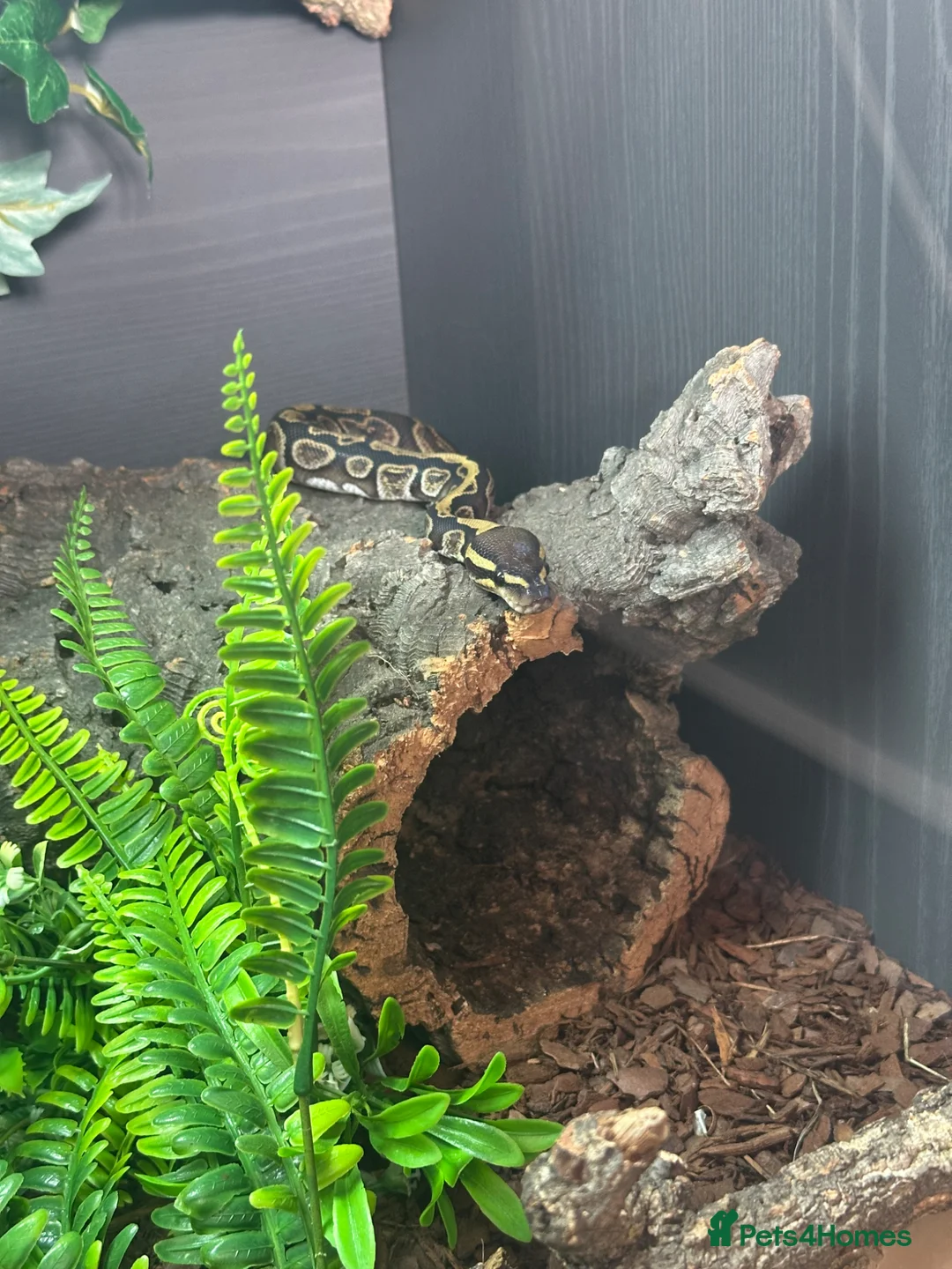 Python Snake reptiles for sale: Ball Python - Advert 6