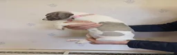 Whippet dogs for sale: Beautiful Pedigree Whippet Puppies  - Advert 9