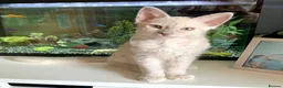 LaPerm cats for sale: Cuddly, curly-coated LaPerm kittens. - Advert 10
