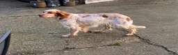 English Setter dogs for adoption: Sky   - Advert 1