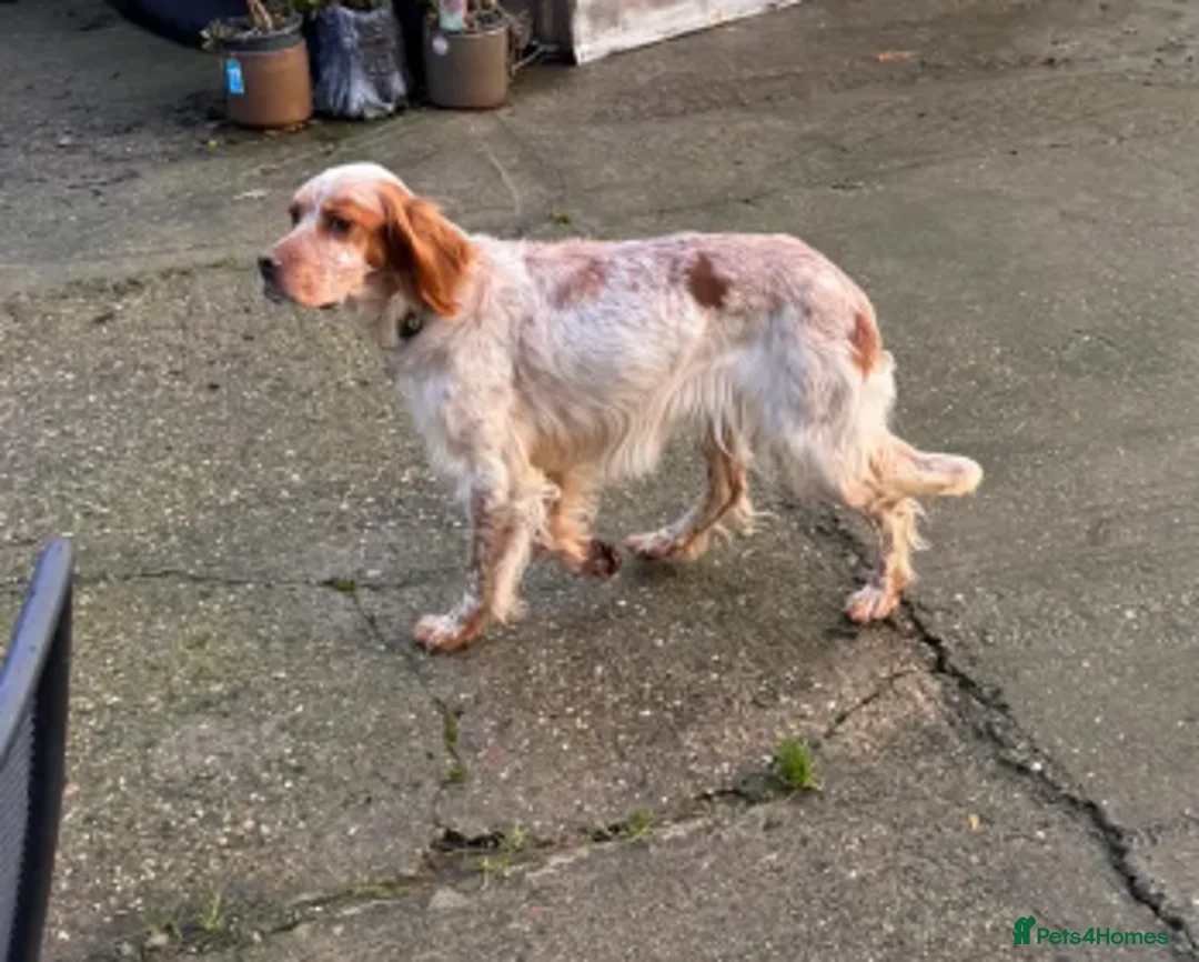 English Setter dogs for adoption: Sky   - Advert 1