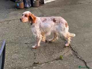 English Setter dogs Sky - Advert 10