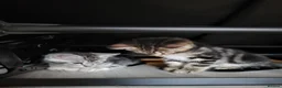 Maine Coon cats for sale: Litter of 5 Maine Coon X kittens - Advert 17