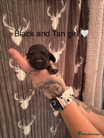 Dachshund dogs Tweenie dachshund puppies - Advert 4