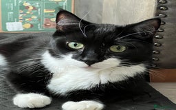 British Shorthair cats for sale: British Shorthair & DSH - Bonded House Cats - Image 3