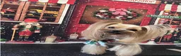 Yorkshire Terrier dogs for sale: KC  miniature Yorkshire terrier puppy girl - Advert 6