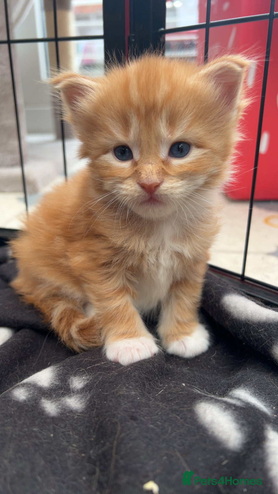 Maine Coon cats for sale: Maine Coon Kittens  - Image 4