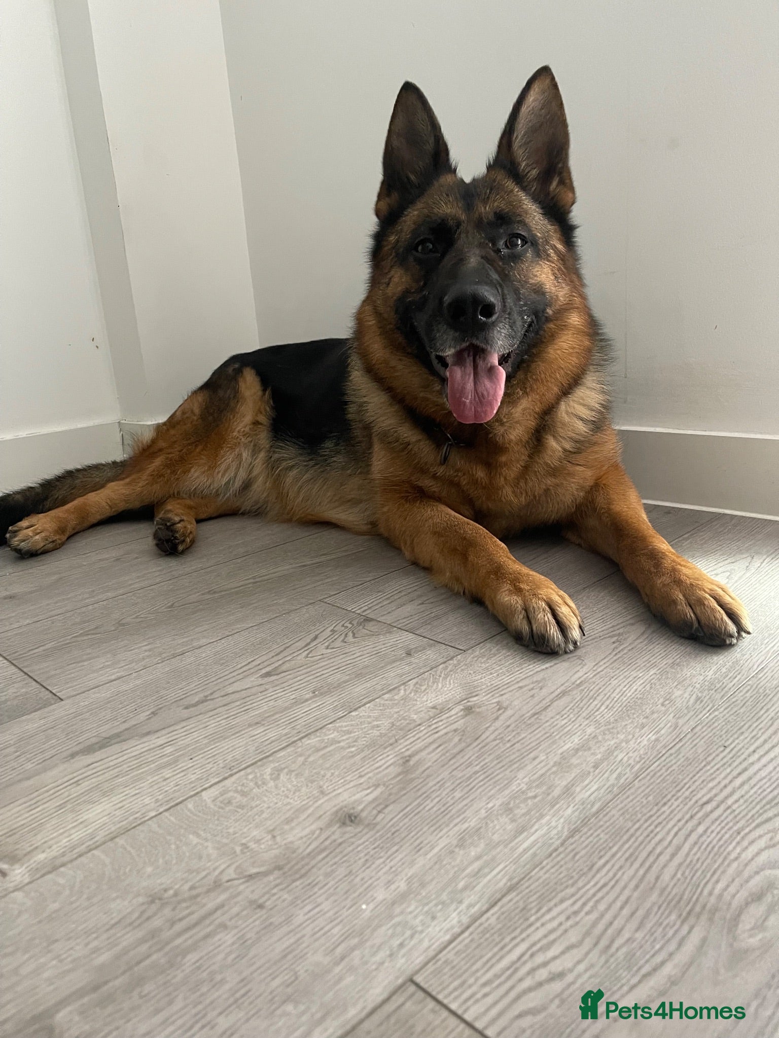 German Shepherd dogs Kc reg German shepherd  - Advert 5