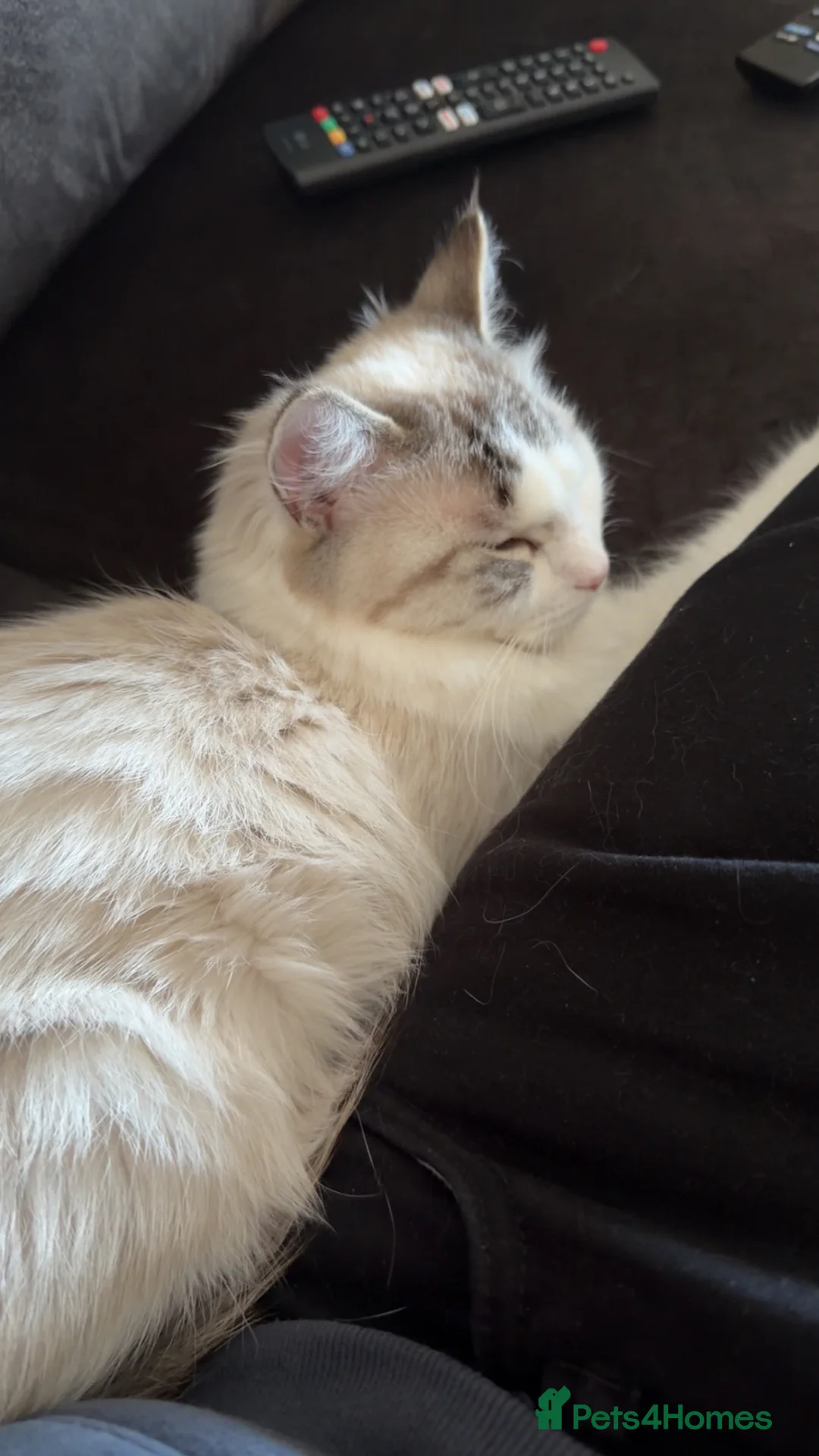 Ragdoll cats for sale: Ragdolls - Advert 5