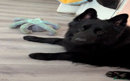 German Shepherd dogs for sale: Prince - Image 4