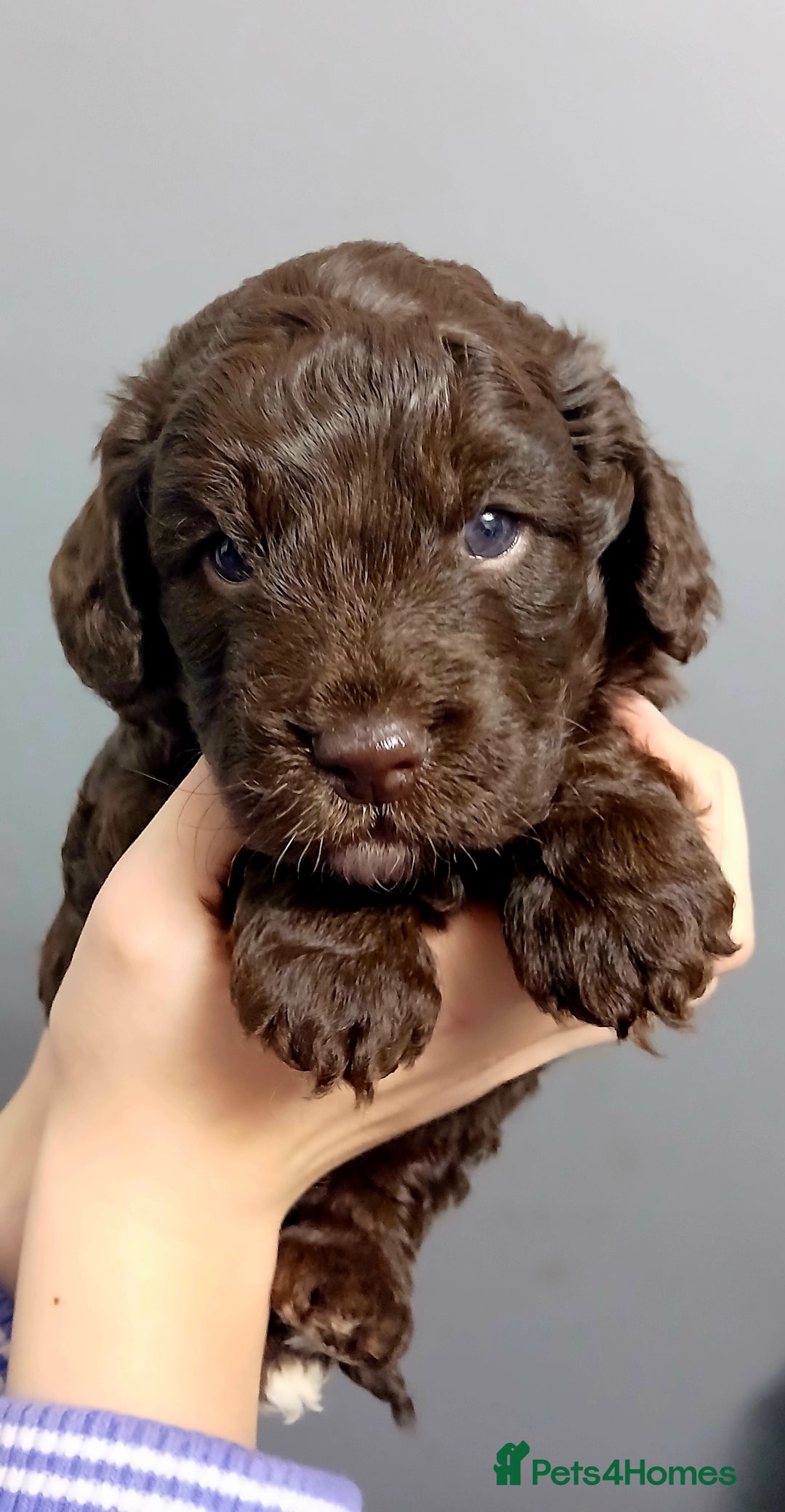 Cockapoo dogs for sale: F1 miniature cockapoos available 16th feb - Advert 7