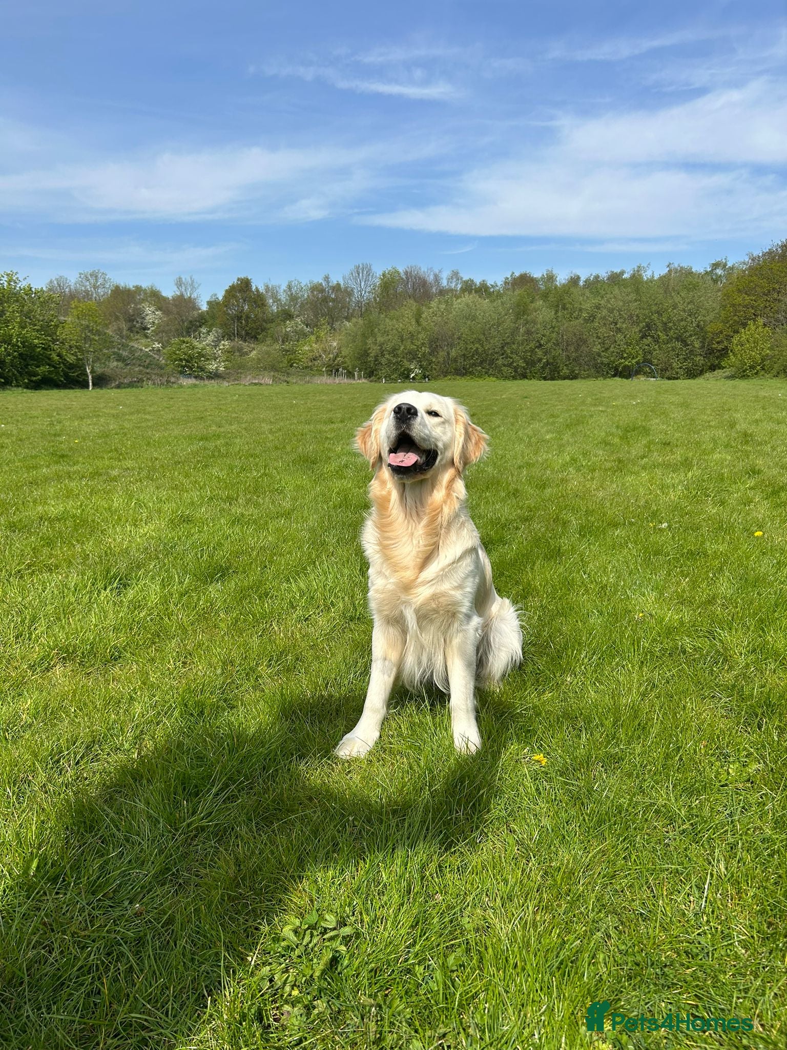 Golden Retriever dogs for stud: Health test golden retriever stud - Advert 5