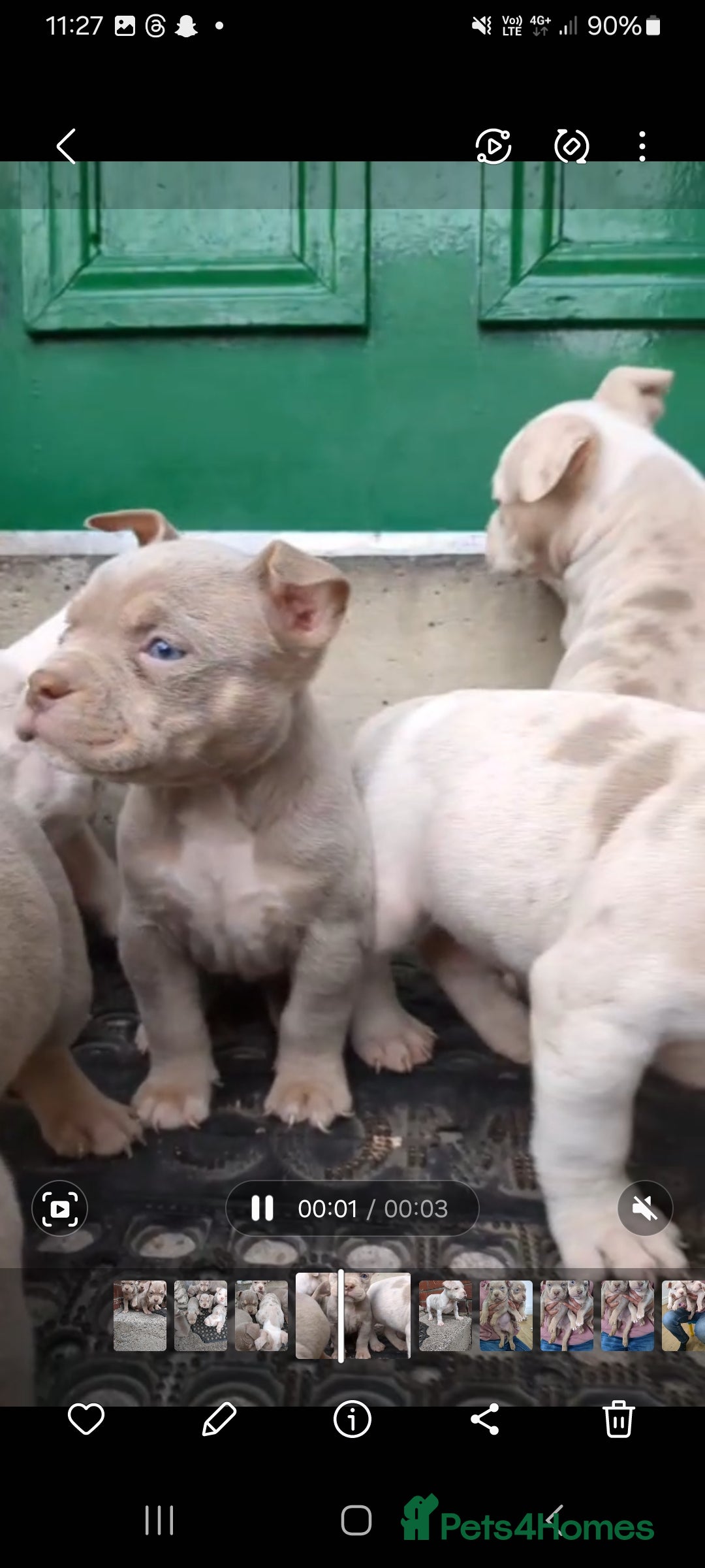 American Bully dogs for sale: High Quality pocket Bullys  in Leeds - Image 4