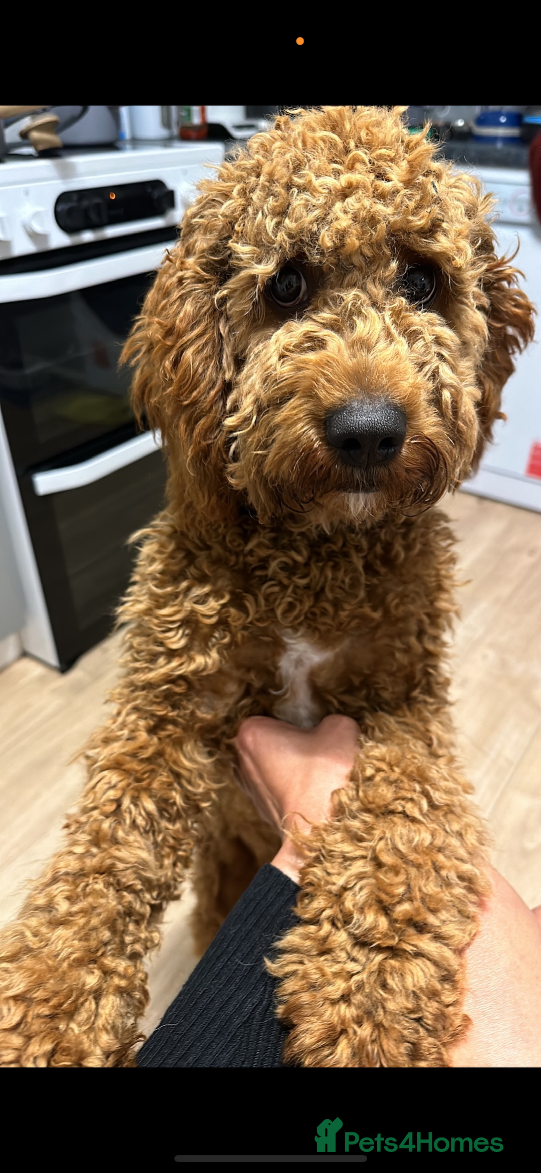 Cavapoo dogs for sale: Beautiful cavapoos - Advert 4