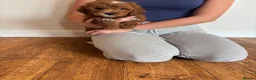 Cockapoo dogs for sale: Cockapoo puppies  - Advert 14