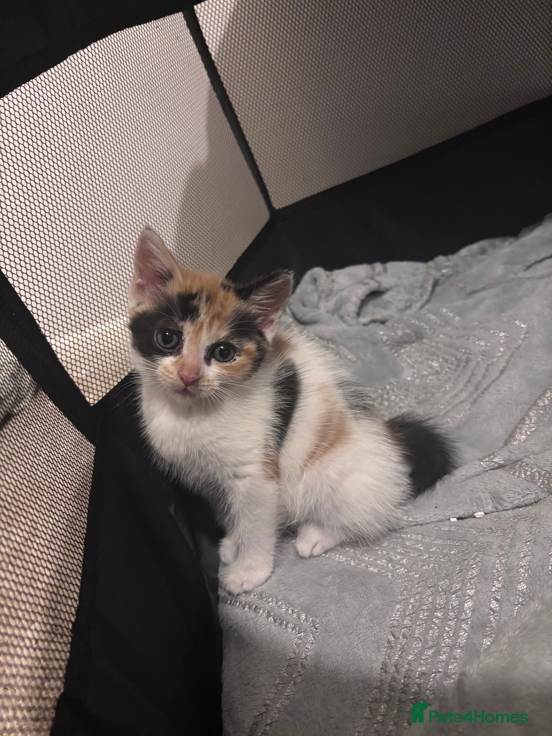 Mixed Breed cats for sale: 4 beautiful kittens - Image 2
