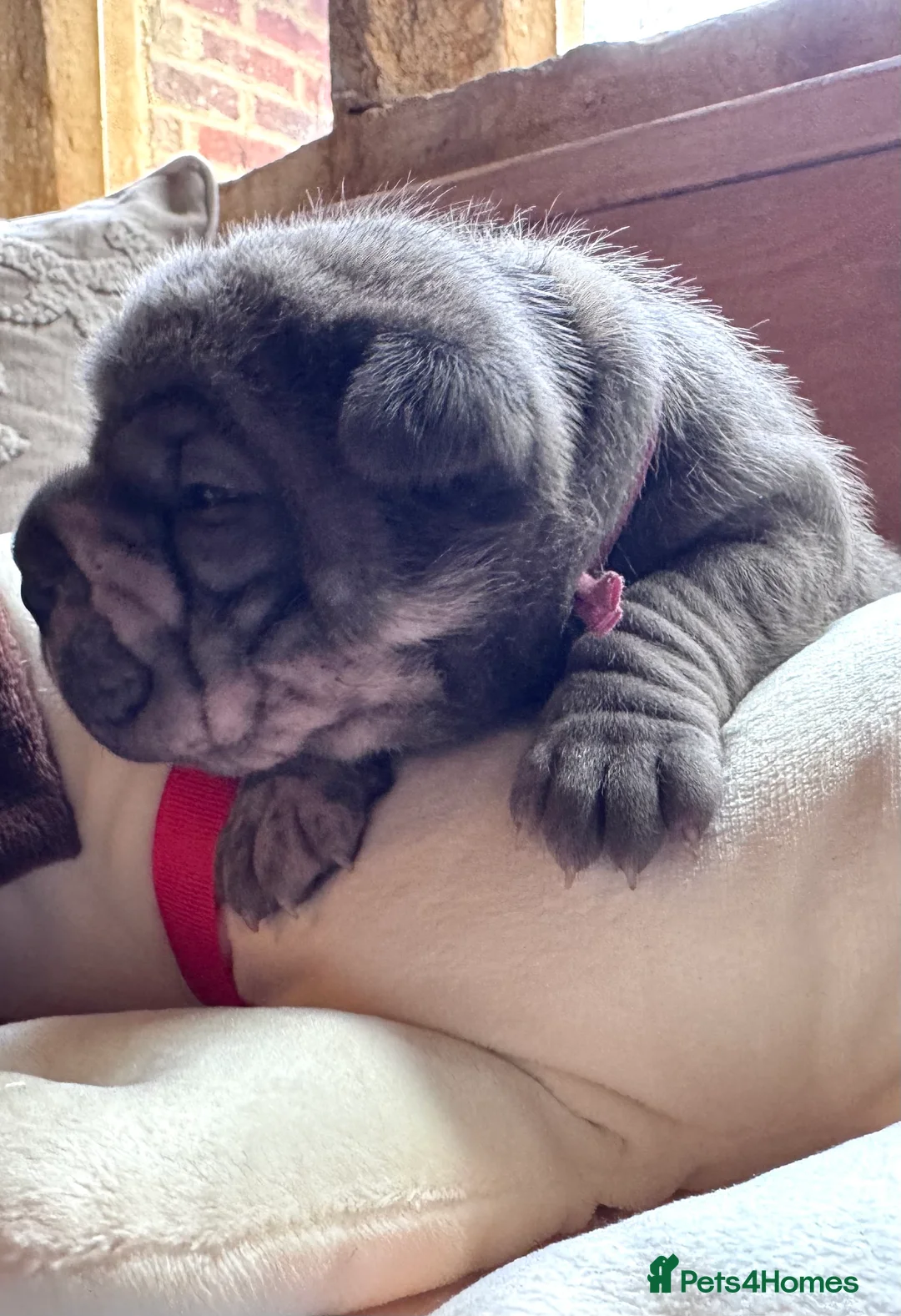 Shar Pei dogs for sale: Stunning Bullpei Puppies (Sharpei/English Bulldog) - Advert 29
