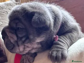 Shar Pei dogs Stunning Bullpei Puppies (Sharpei/English Bulldog) - Advert 5