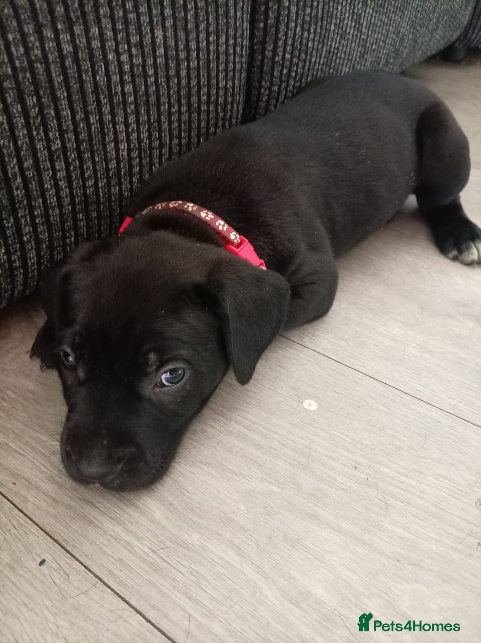Mixed Breed dogs 5 girls 3 boys  - Advert 5