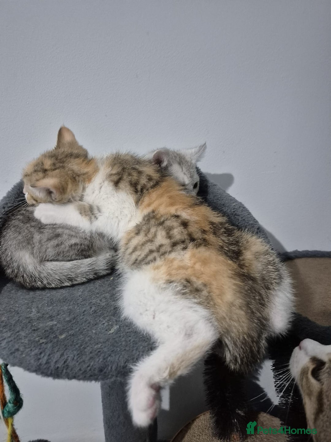 British Shorthair cats for sale: Four cross breed cuties. - Advert 4