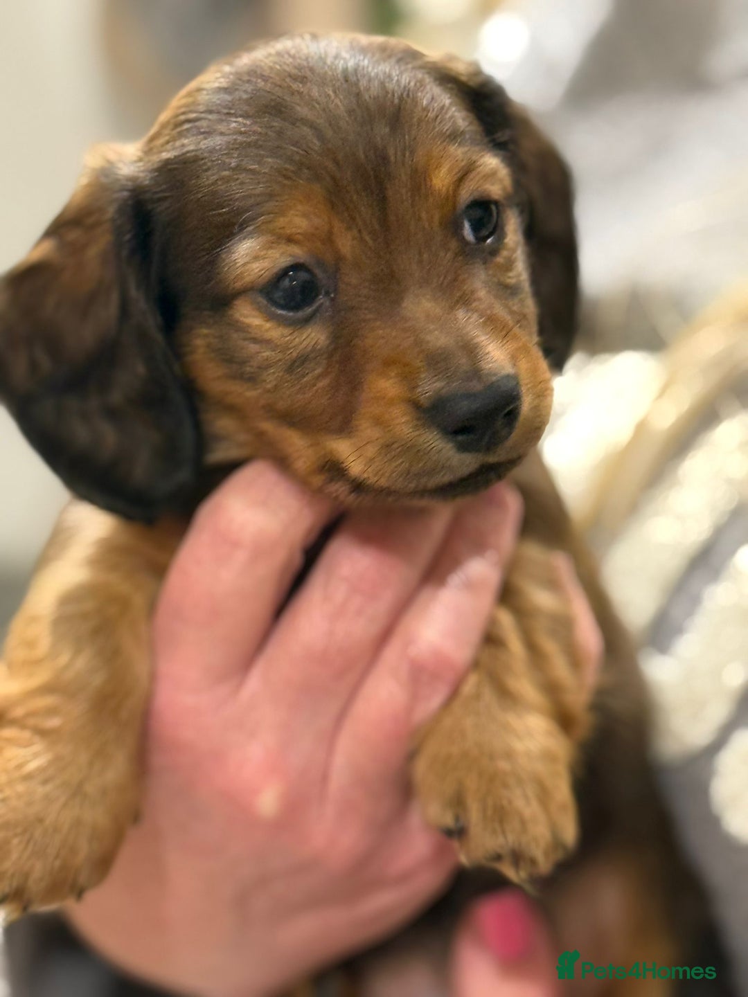 Miniature Dachshund dogs for sale:  Long haired miniature dachshund litter  - Advert 7