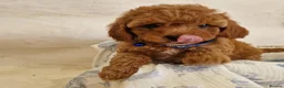 Cavapoo dogs for sale: 💖BEAUTIFUL LICENSED-BRED CAVAPOOS💖 - Advert 26