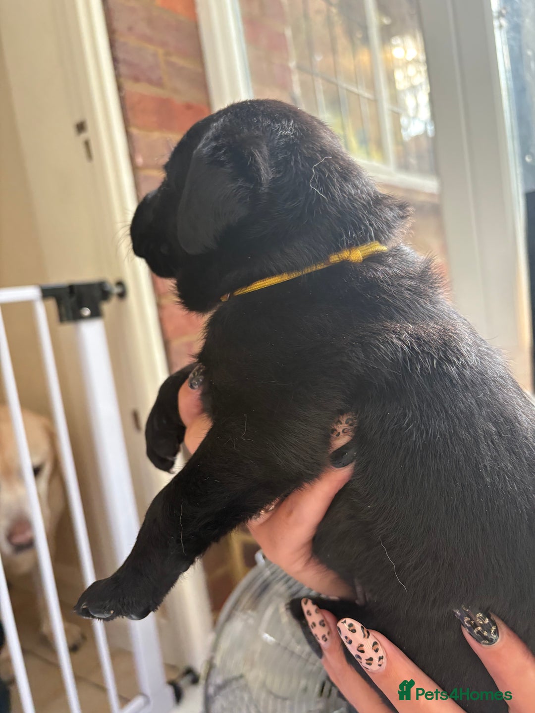 Labrador Retriever dogs for sale: Labrador puppies - Ready Now  - Image 32