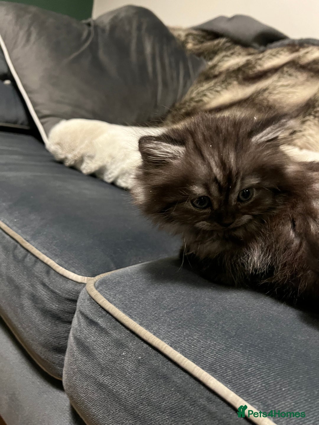 Persian cats for sale: Beautiful Persian Boy - Advert 3