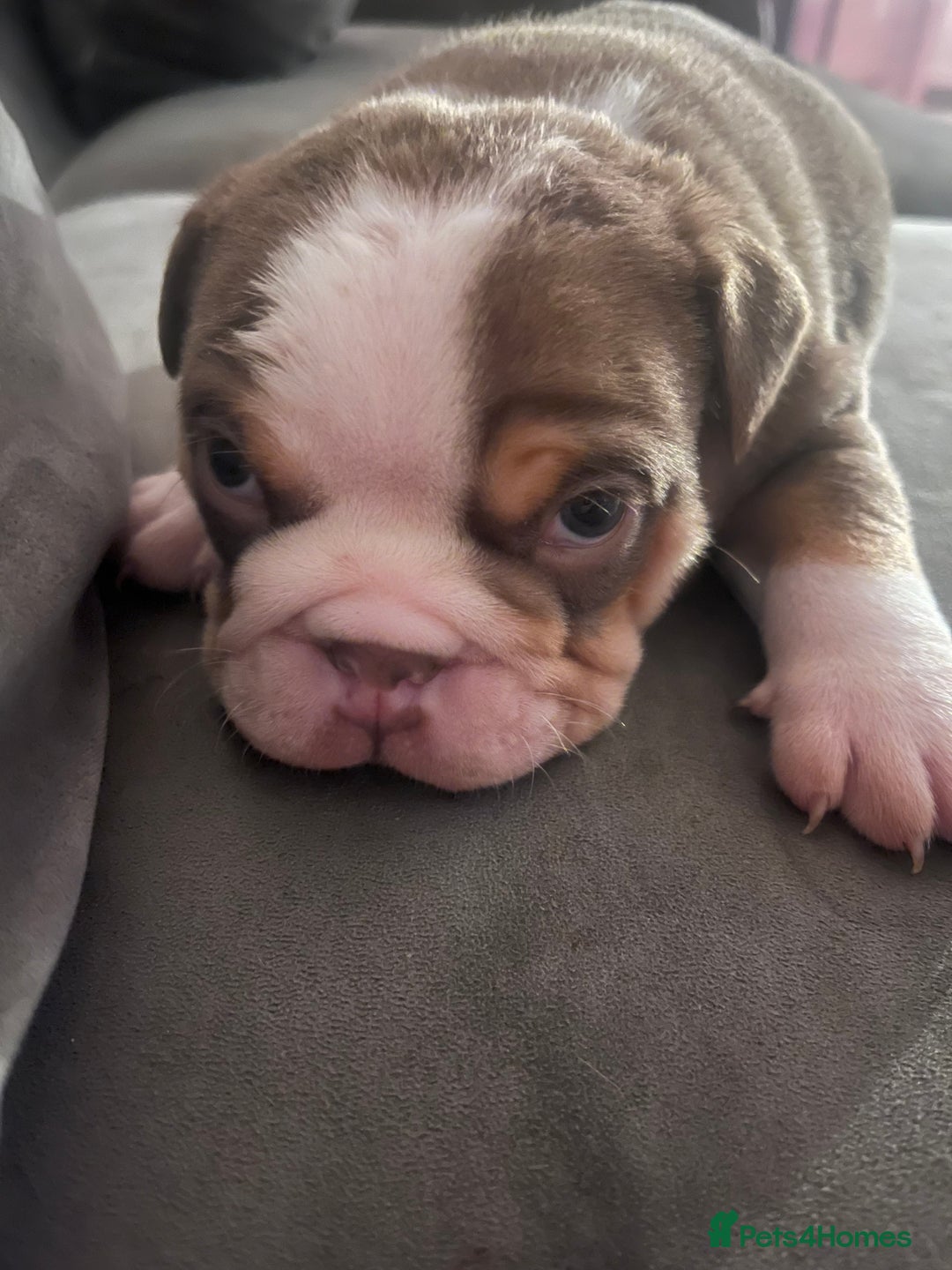 English Bulldog dogs for sale: English bulldogs - Advert 3