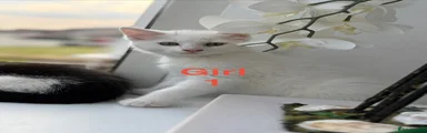 Mixed Breed Kitten 1